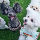 사랑한다, 멍 이미지