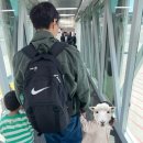 공주목장 | 제주도여행 첫날, 아이랑제주여행, 제주양떼목장 후기