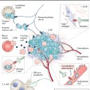 암 치료와 추적 관리 중 종양 미세환경(Tumor Microenvironment, TME) 이미지