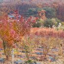 플로리스트 국비학원 2달 고민후 결정!!-그래머시플라워학원