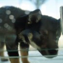 대구강아지분양 도로시펫 이미지