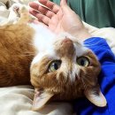 크린환경사료 | 육묘를 잘하는 척했습니다.