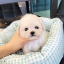 동물병원 퍼피하우스 이미지