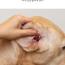 오산동물병원 이미지