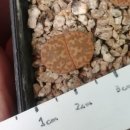 rolfii cr1004, gesineae C207 pinkish grey, 무명코노컷팅 이미지