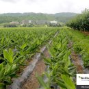 진성농장2 이미지