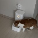 살구펫 | [제품] 내돈내산 바램펫 밀리 보상판매 받다! (구형➡️신형 바꿈) 드디어 살구도 슬로우식기!