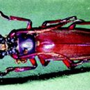 장수하늘소 이미지