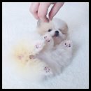 더독스 강아지분양 서울 이미지