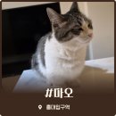 고양이라좋은날 | 홍대입구역 고양이 멀티카페 마오 비 오는 날 다녀온 후기