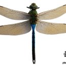 잠자리(Dragonfly)