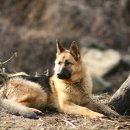 강아지 별장 이미지