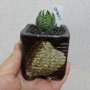 마녀의화원 이미지
