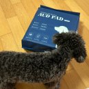 오드(AUD) | [졸리젤리] 오드AUD 강아지 배변패드 강아지패드 사용 후기