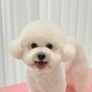 아몬드 몽몽 이미지