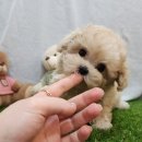 아이러브독 강아지분양 부천점 이미지