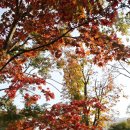 가을 색 파도치는 화담 숲으로 간다 이미지
