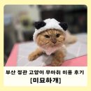 댕댕이샾 | 부산 정관 | 모전리 고양이 무마취 미용 후기 [미묘하개]