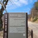 의령 백곡리 감나무 이미지