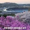 소사체육관(태권) | 부천 원미산 진달래동산 개화상황 가는길 주차 후기 정리