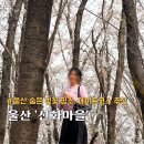 신화경로당 | 울산 숨은 벚꽃 명소 벽화마을 신화마을 벚꽃 위치, 주차, 화장실
