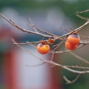 홍시한의원 이미지