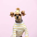 멍멍뷰티 이미지