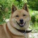 진도견나라 이미지