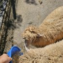 양평양떼목장 이미지