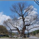 느티나무 이미지