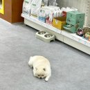 히어몽 이미지