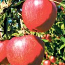 장수신농영농조합법인 이미지