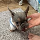 도그라이프 대구강아지분양 이미지