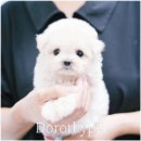 광주강아지분양 고양이분양 도로시펫 이미지