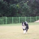 호반애견훈련소 이미지