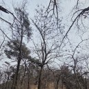 오동마을~무룡고개 | 독조지맥(獨朝枝脈) 02구간 큰바래기산(414.1) 2026. 02. 10.