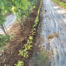 김일병농장 | 포도농장 자원봉사 후기(손바닥 물집)