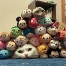 착한 고양이 이미지