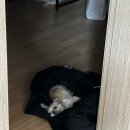 효리세탁소 이미지