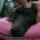 도로시 퍼피 이미지