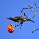 거창-마리-2 이미지