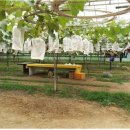 유한회사 배가유통 이미지