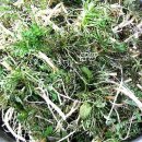 냉이와깻잎 이미지