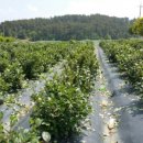 만리포헛개나무농장 이미지