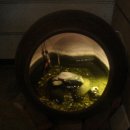 팔팔민물장어 이미지