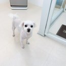 복터진강아지 이미지