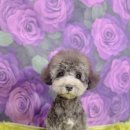 꿈꾸는 댕 이미지