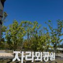 슬기어린이공원 | [경기_동탄] ☀️2025 동탄 자라뫼공원 물놀이터 완전정복! 운영시간, 주차팁, 꿀팁까지 총정리💦