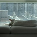 대구 고양이 미용 밀꼬냥 이미지