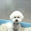두리그루밍 이미지
